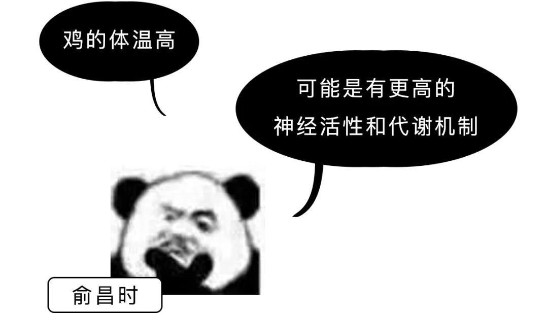 鸭血为什么叫打鸡血,鸭血打鸡血