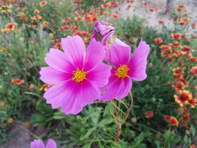 散文一缕墨香一丝牵挂,散文一朵丁香花