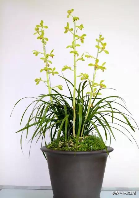 每日一兰花故事～中国兰花.惠兰名品.大一品