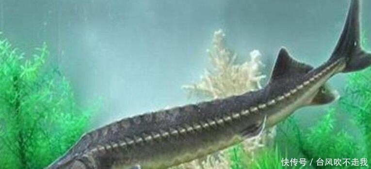 长江鱼王品种大全,长江鱼王完整版