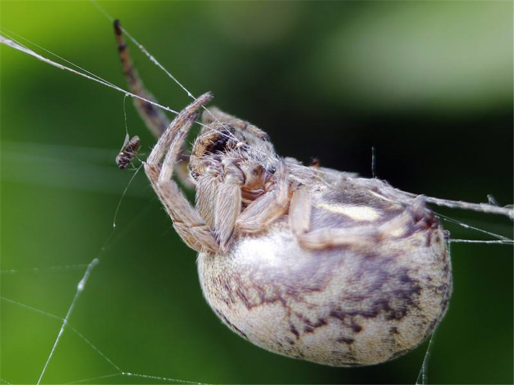 蜘蛛蛛网是从哪里来的,蜘蛛的蛛网是从哪里来的