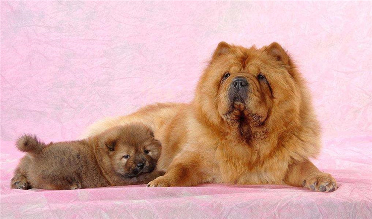 狗狗身上长小肉疙瘩是什么,狗狗长狗癣正常吗