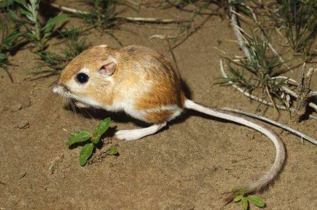 地球最奇特的沙漠,地球上最优越的气候是什么气候