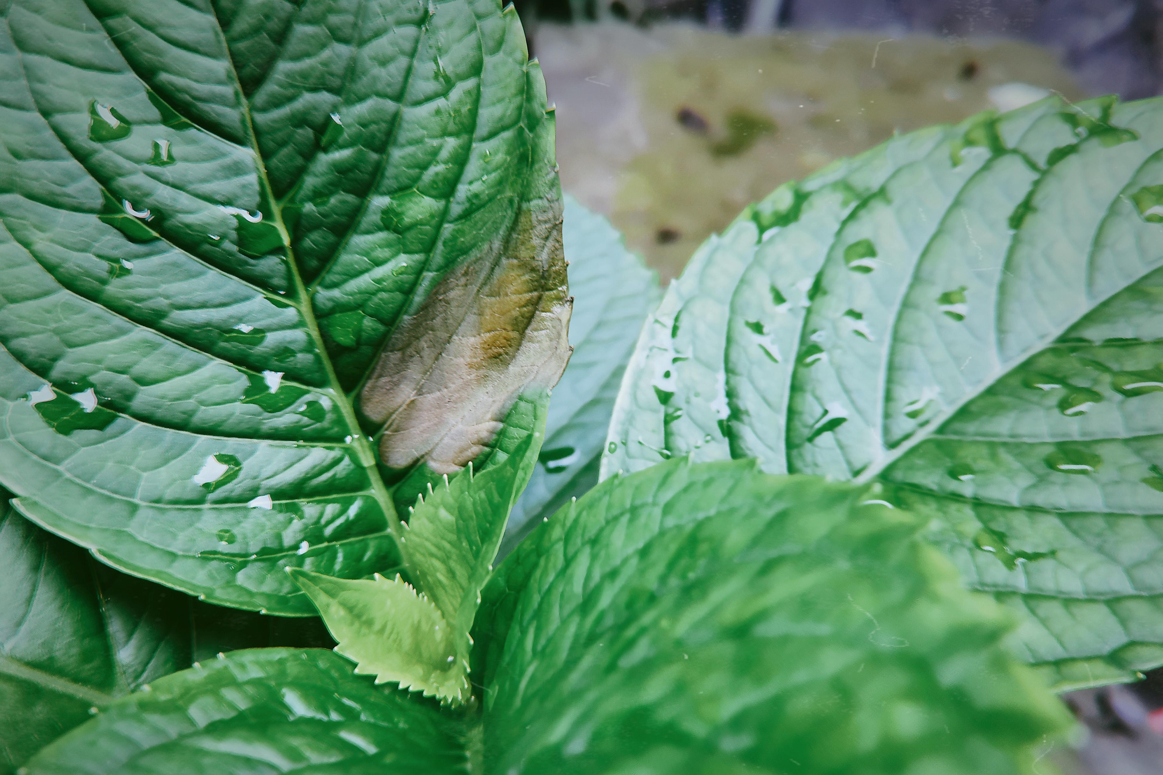 花的叶子边缘变黄变焦？有什么方法挽救？养花爱好者看过来吧……