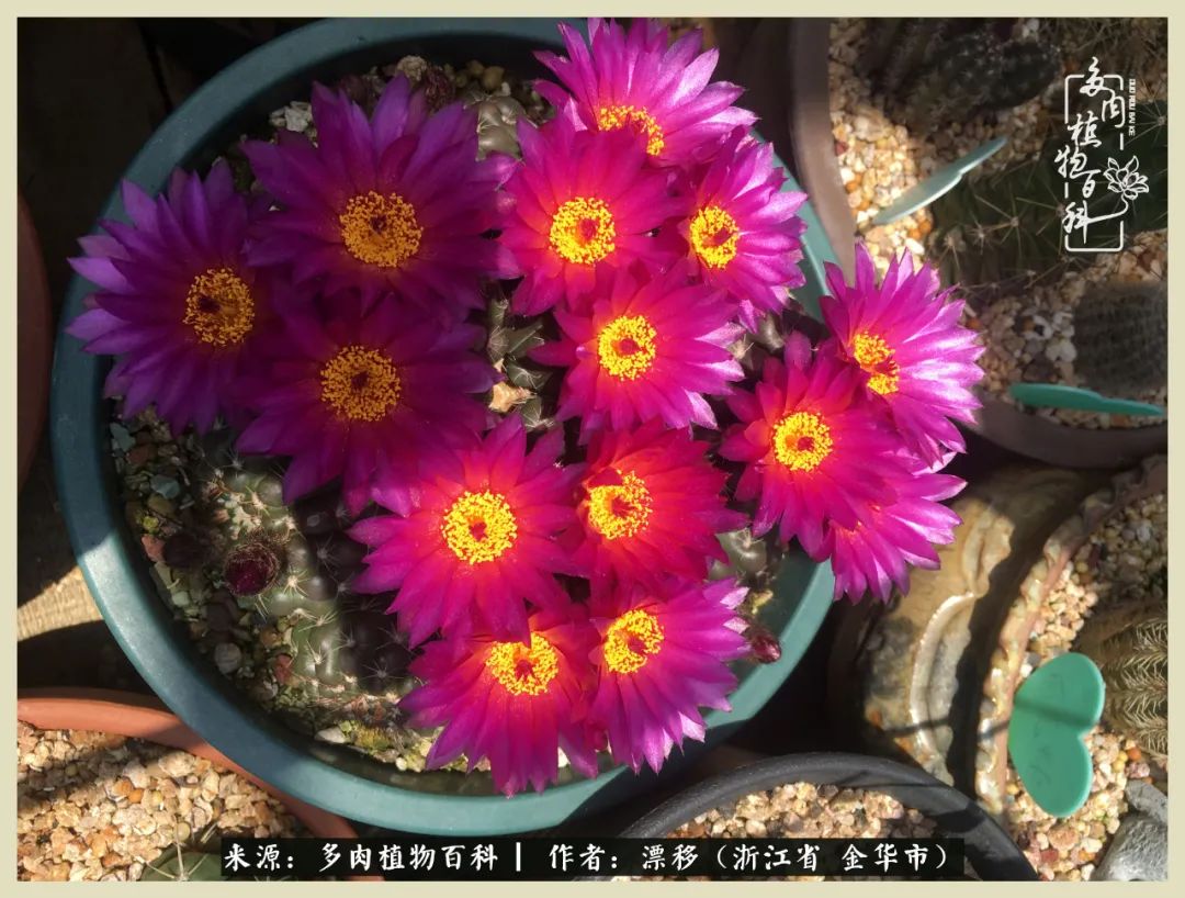 仙人球开花并散发着香味,仙人球花盛开吐露芬芳