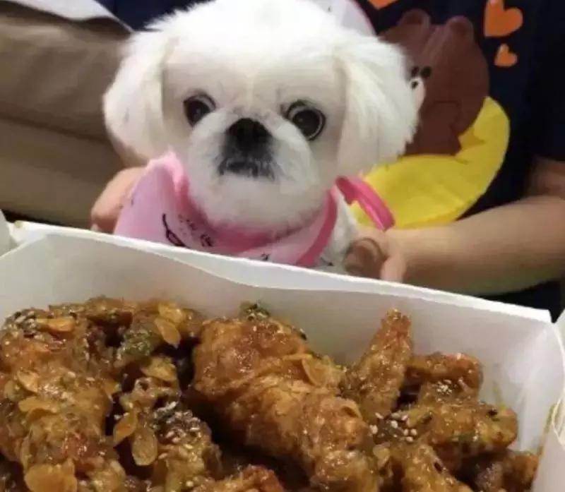 京巴网红狗,京巴犬网红