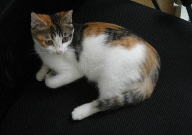 最容易被抛弃的猫是哪种土猫,品种猫和普通家猫一样可爱漂亮吗