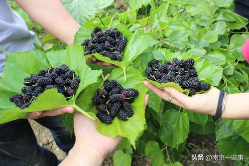 东方紫-农业产业化联合体入选江苏省示范名录