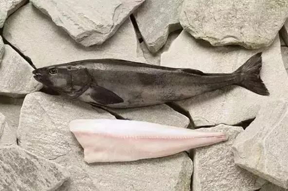 银鳕鱼和油鳕鱼有何区别,银鳕鱼和鳕鱼的营养区别