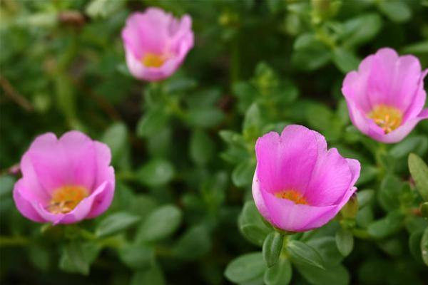 痔疮引起便秘还是便秘引起痔疮,痔疮长期便秘的解决方法