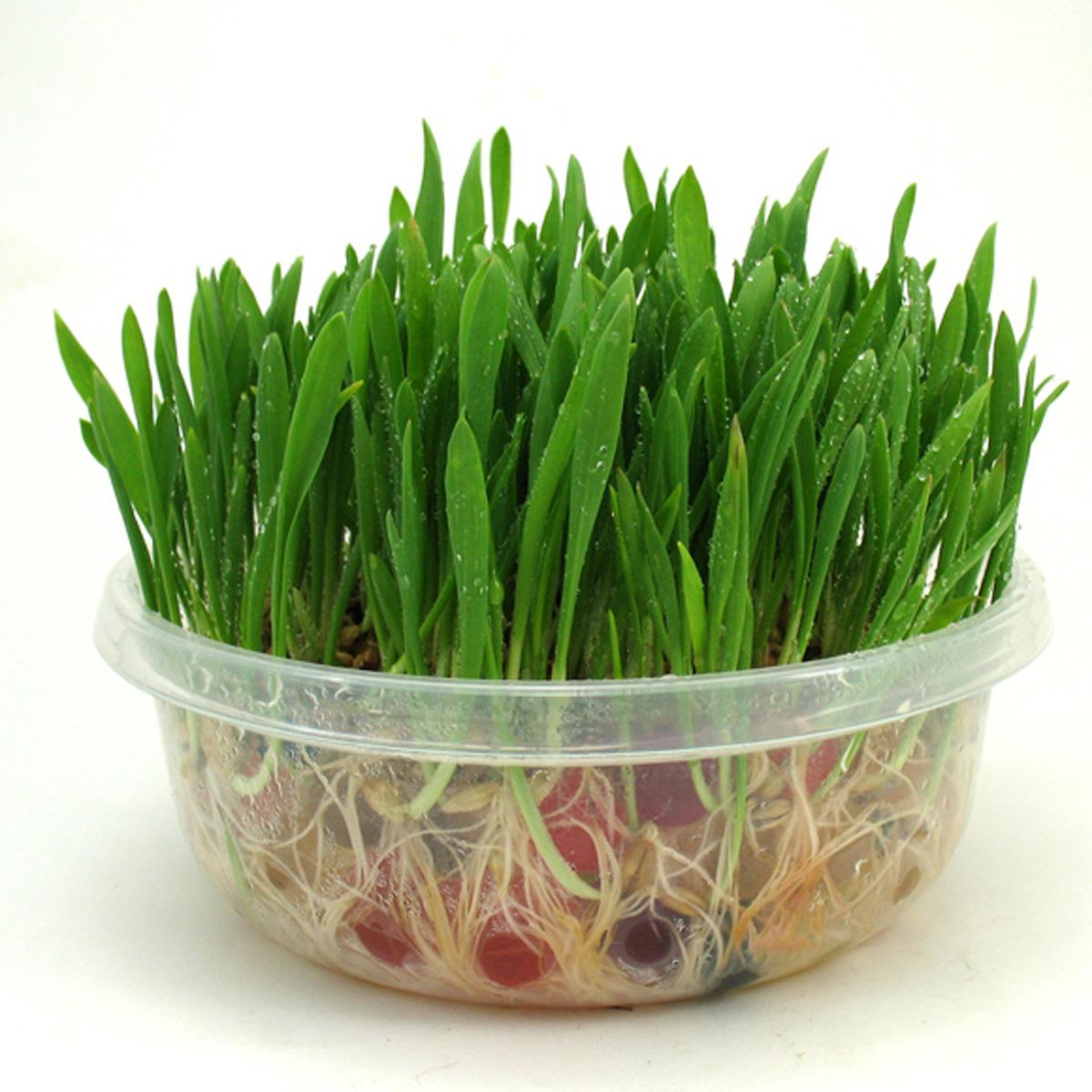 新到家猫咪需要做什么体检,猫咪到家第一夜铲屎官怎么做