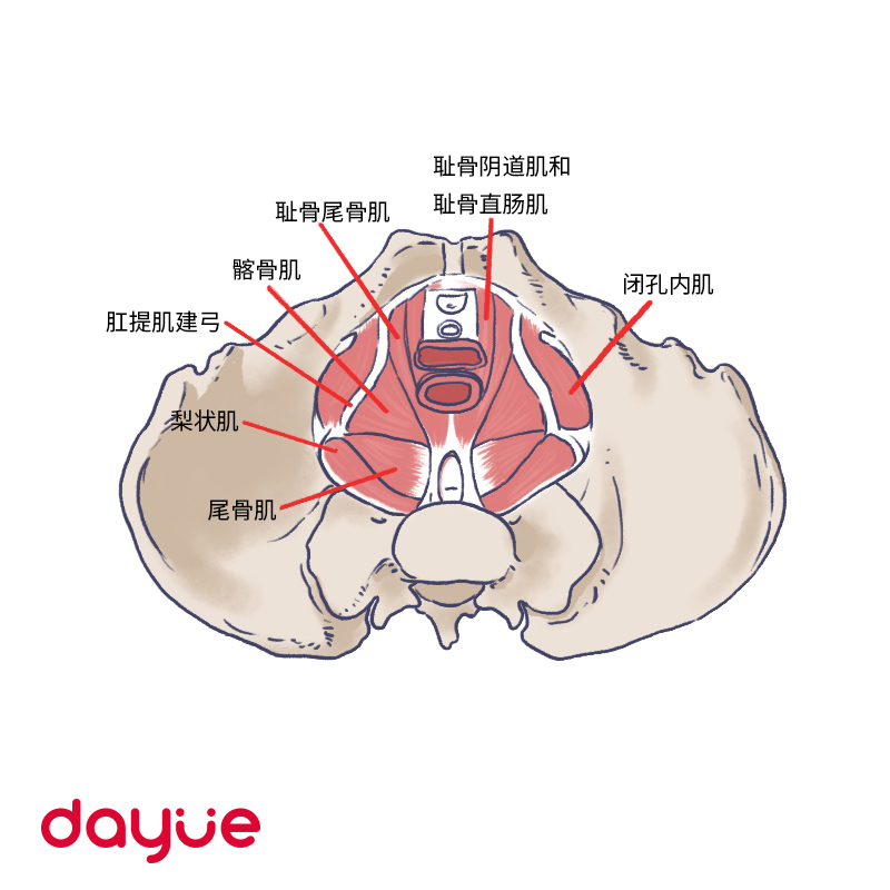 生完孩子胯大做什么修复,屁股大骨盆怎么修复