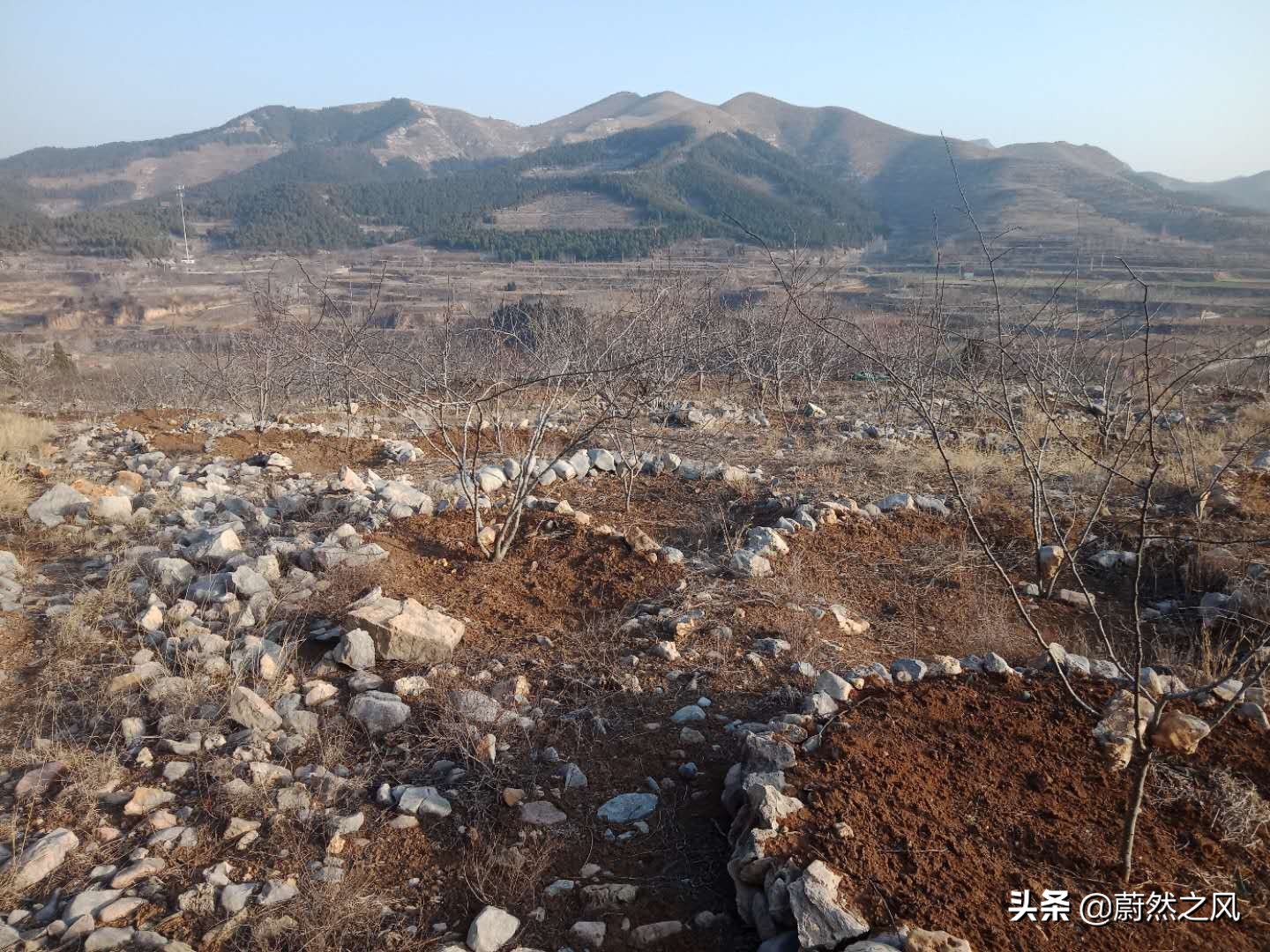 贵州农村山坡种植致富项目,丘陵地区农村创业致富的好项目