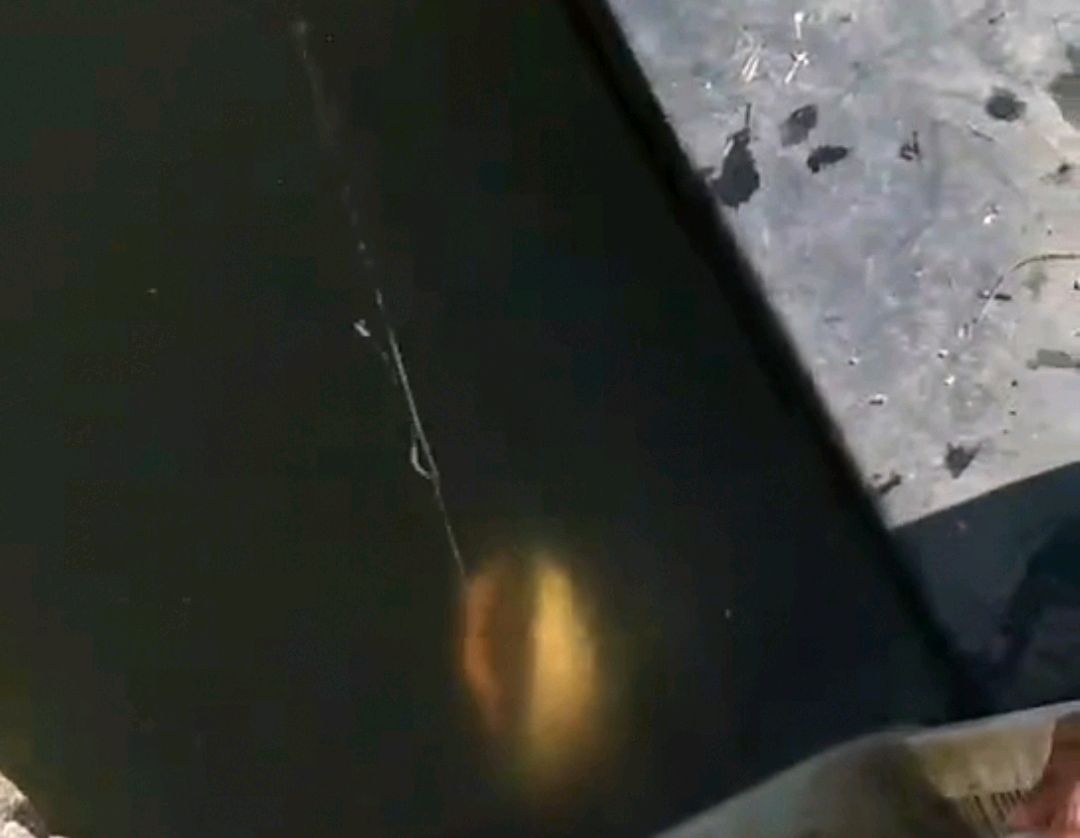 渔民抓获280斤重巨型鲶鱼,巨型鲶鱼居然被一个小伙钓上来了