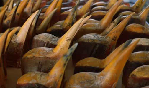 头骨最值钱鸟,头骨很珍贵的鸟