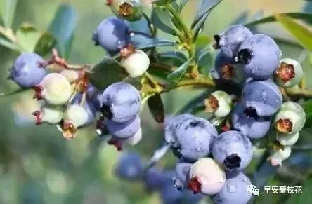 攀枝花哪种水果好吃 (攀枝花两种美味水果)