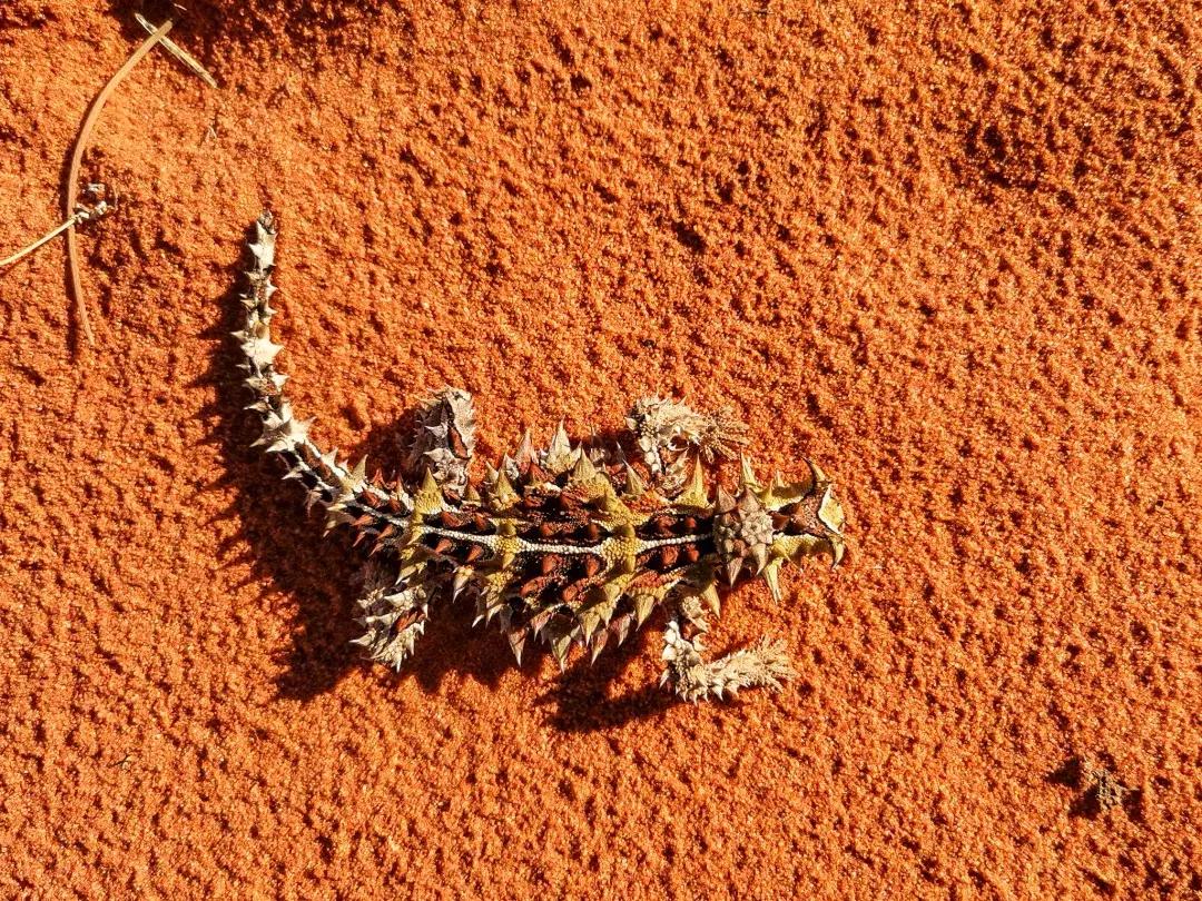 华为p30的镜头模组叫什么,华为p30镜头是蓝宝石的吗