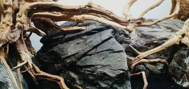 杜鹃根用什么水草造景好看,松皮石搭配杜鹃根造景图片