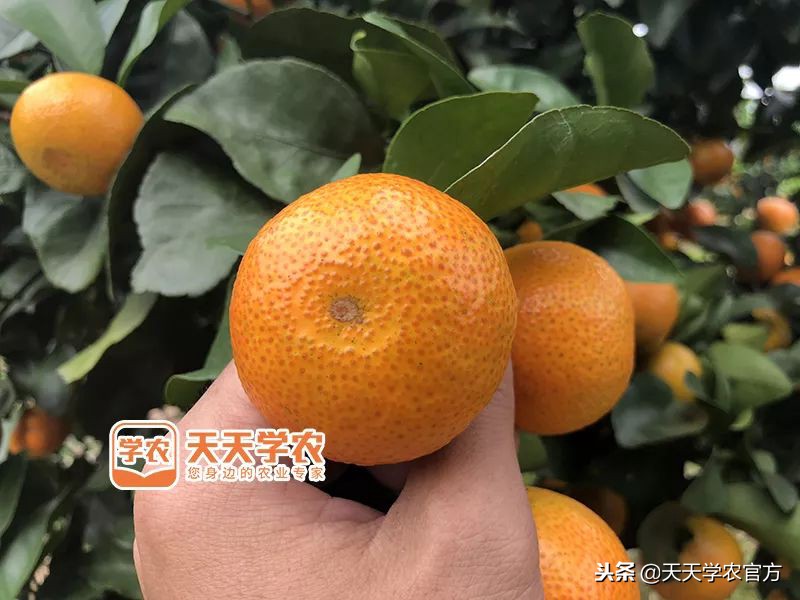 金秋砂糖桔的缺点,今年的金秋砂糖橘