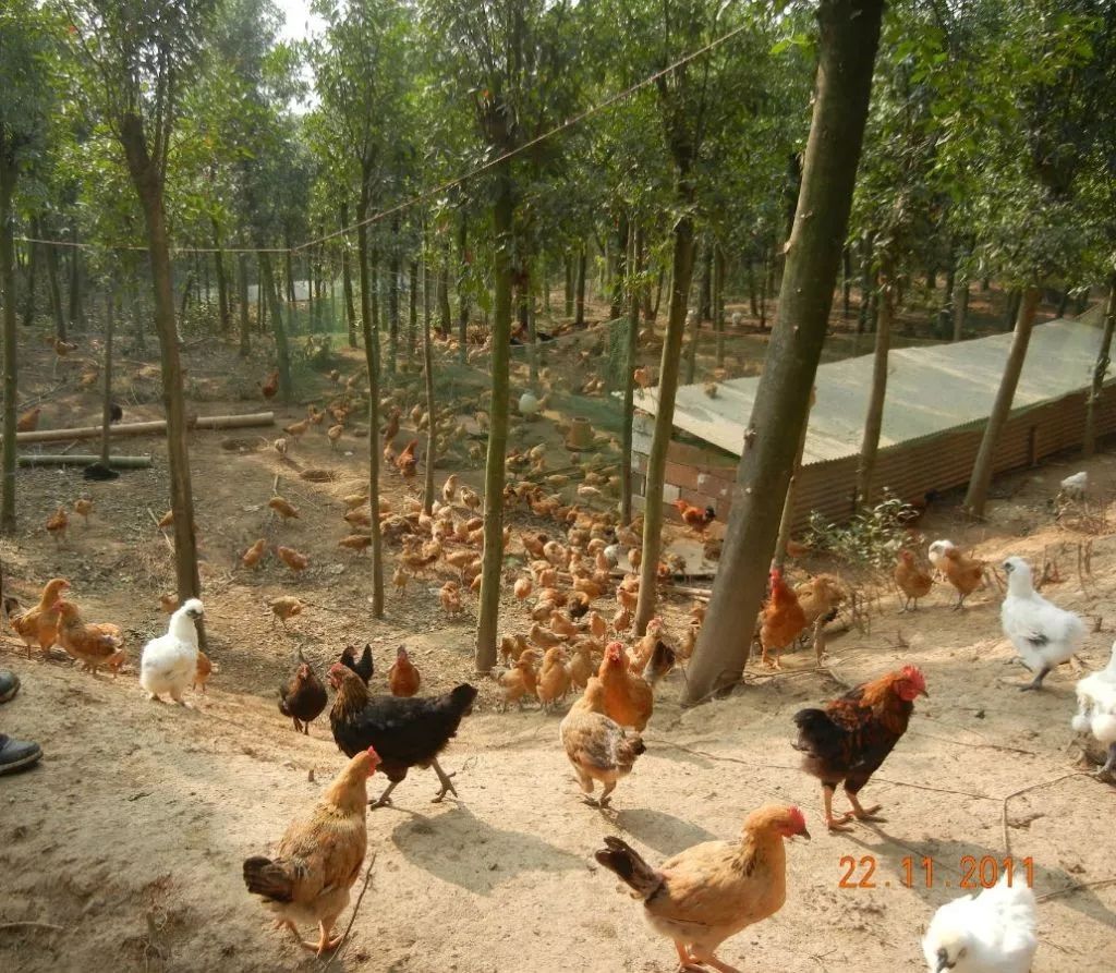 鸡生病了站不起来了,鸡生病症状及如何用药