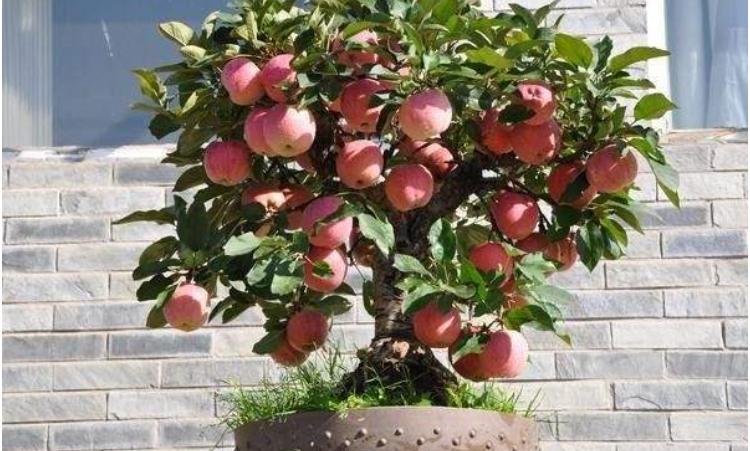 果树盆景院子,果树盆景种