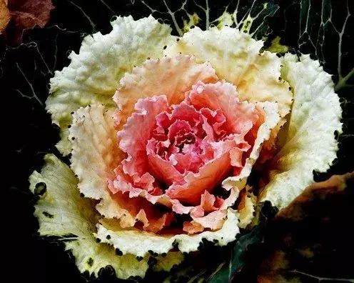 叶牡丹羽衣甘蓝,多头叶牡丹羽衣甘蓝