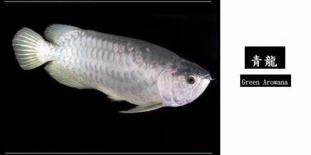 龙鱼混养品种推荐,龙鱼品种大全