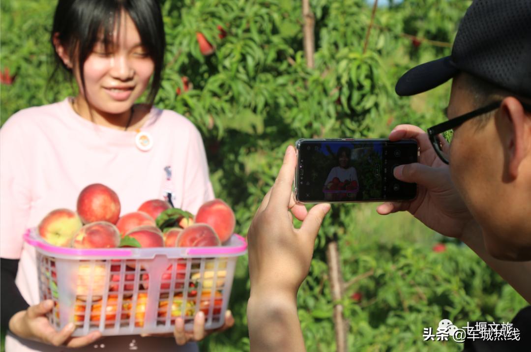 桃子采摘园十堰,十堰摘桃好去处