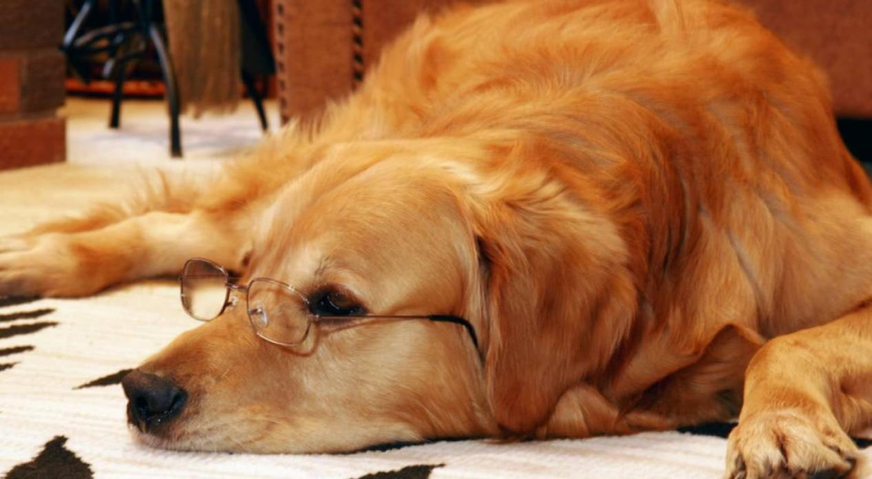 老年狗狗频繁咳嗽,老年狗狗咳嗽干呕怎么回事