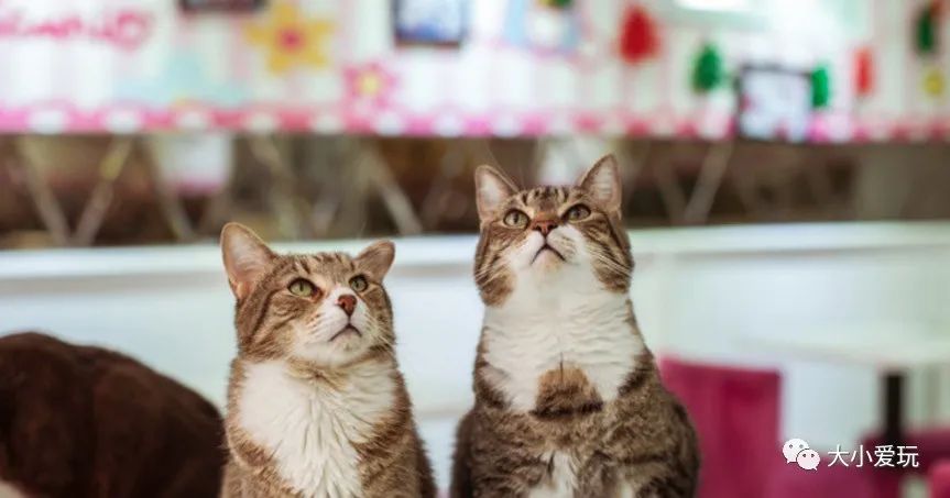 北京主题星空餐厅哪里的好,北京太空舱主题餐厅