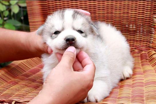 预防秋季疾病常识100条,千万不要忽视宠物身上这五种病症