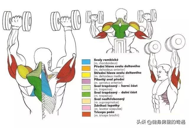 肩膀哑铃推举的正确方法,哑铃推举正确的起手方法