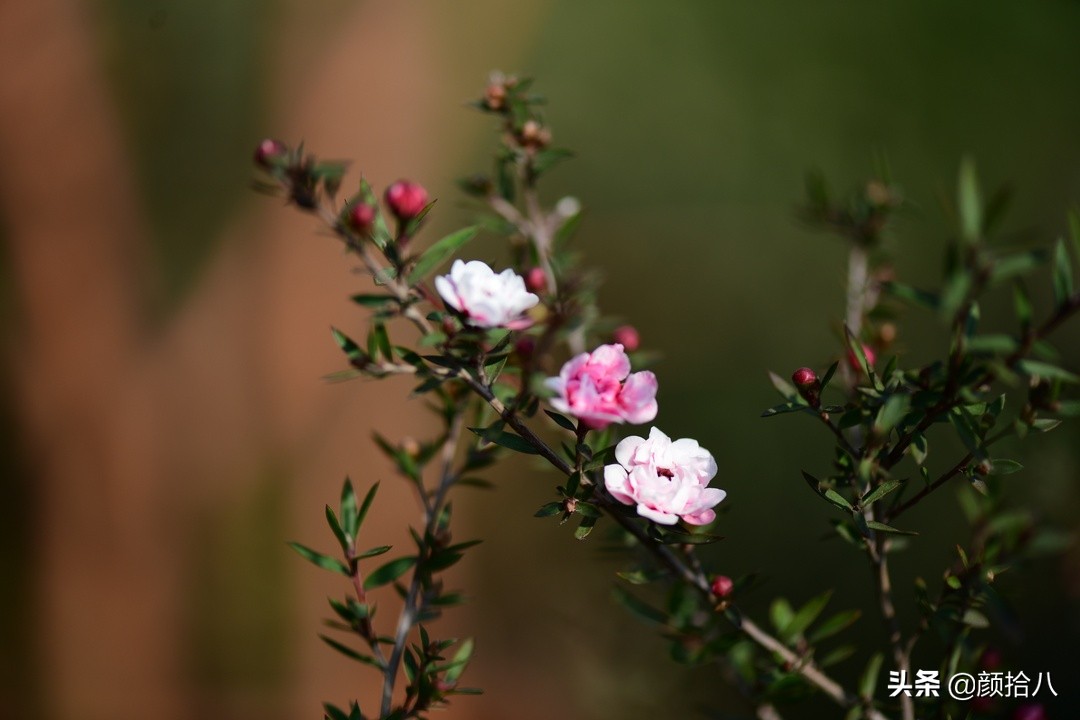 零下9度来袭，花园里的绿色是那么动人|园丁