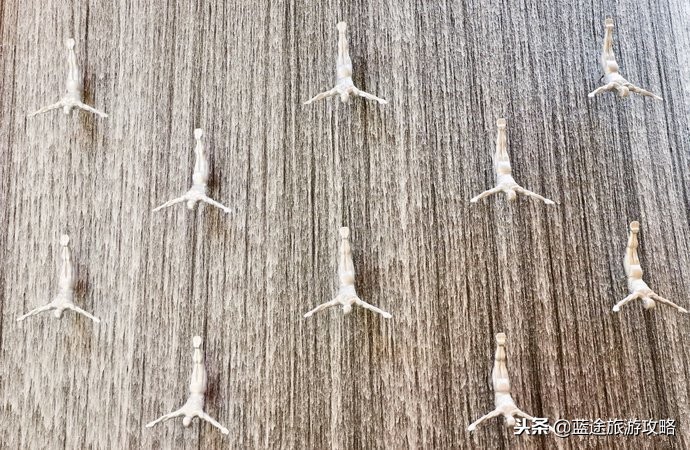 去迪拜不能错过的十件事,去迪拜必须体验的十件事