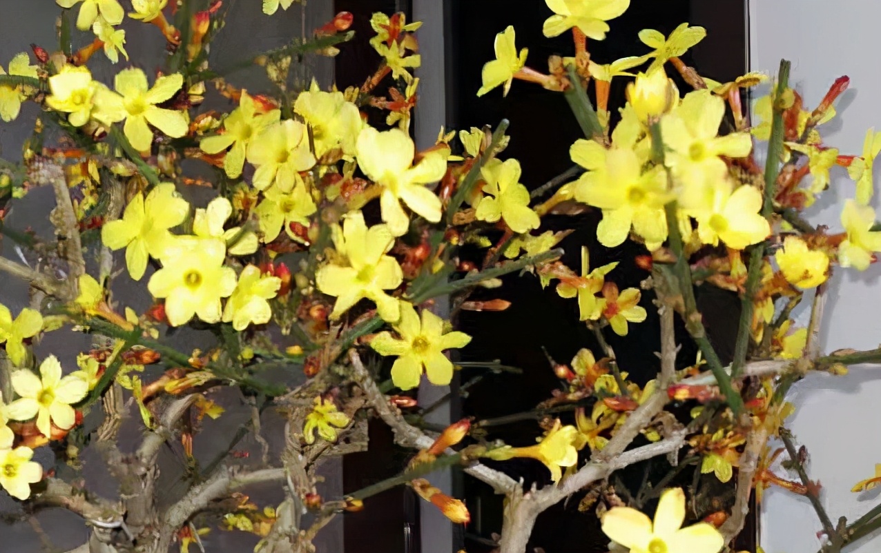 迎春花夏季管护,迎春花盆景养护方法