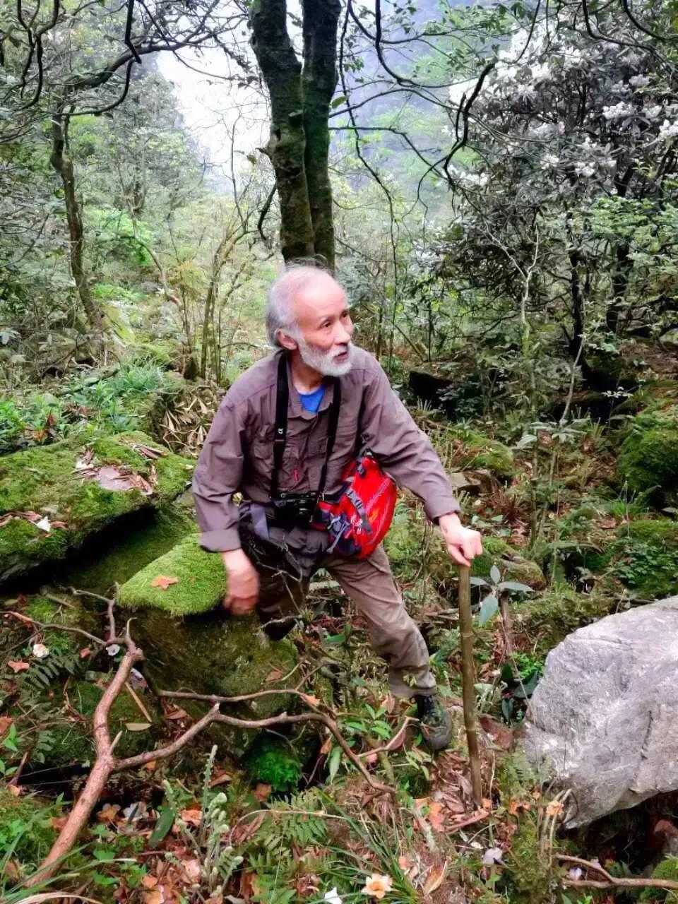 中国十大毒蛇莽山烙铁头,莽山烙铁头蛇全球排名第几毒