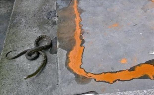 蛇最怕的雄黄是什么样子视频,蛇为什么怕雄黄视频