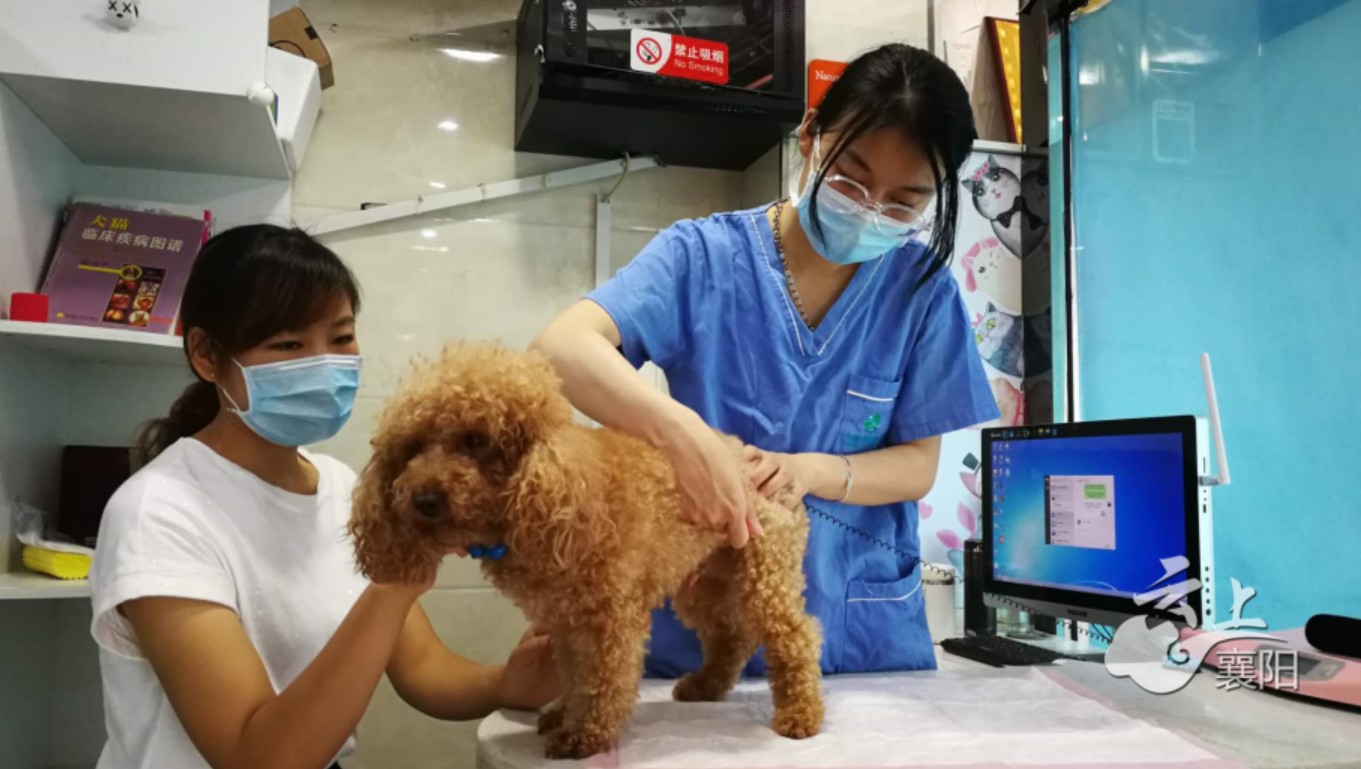 为啥狗狗打完疫苗没有抗体,襄阳办狗证狗狗没打疫苗