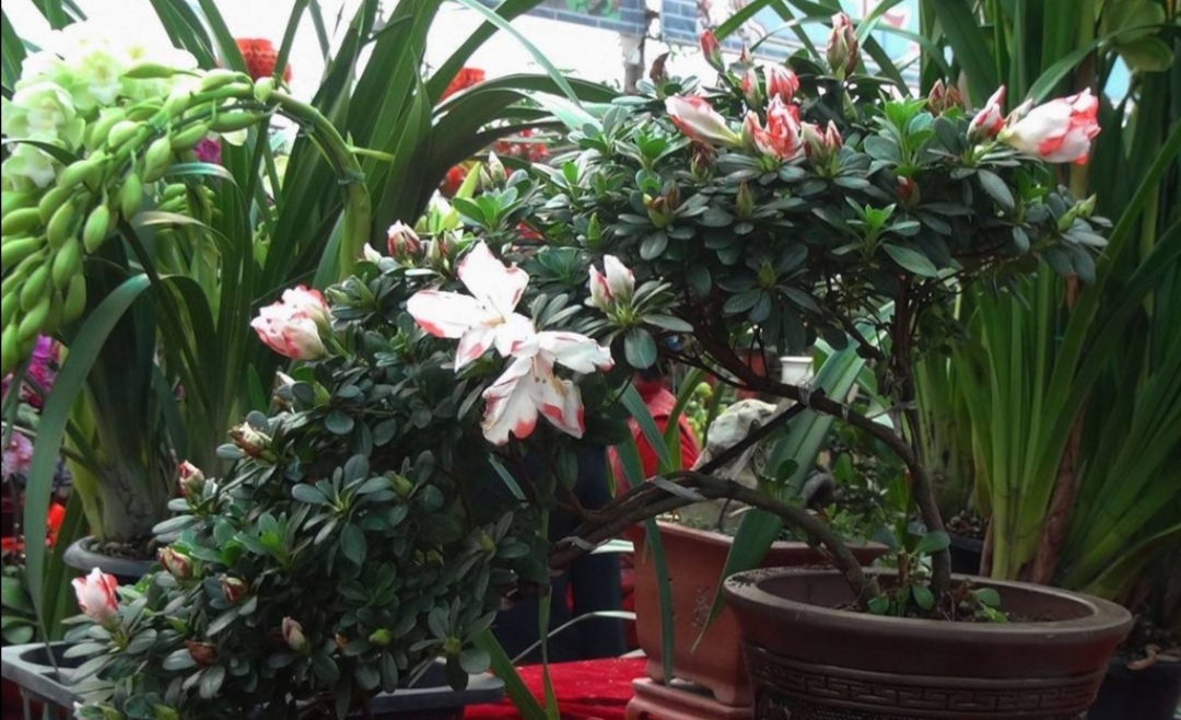家里养杜鹃花的正确方法,杜鹃叶子长得旺怎么不开花