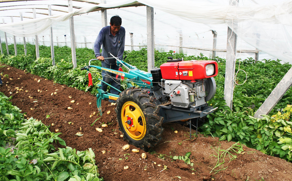 土豆生长期都有哪些病害,土豆早衰的原因及解决方法