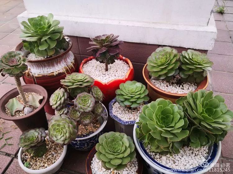 一花一叶一世界多肉,一花一世界多肉之美