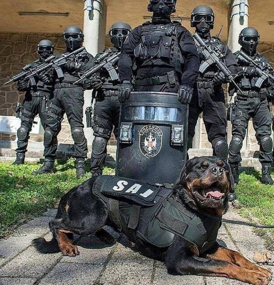 哈士奇军犬有多强,中国哈士奇排行第一的公犬