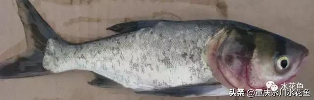 鲢鳙出血病防治方法,花白鲢败血症用什么药