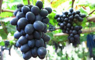 摩尔多瓦好吃吗,摩尔多瓦重要吗