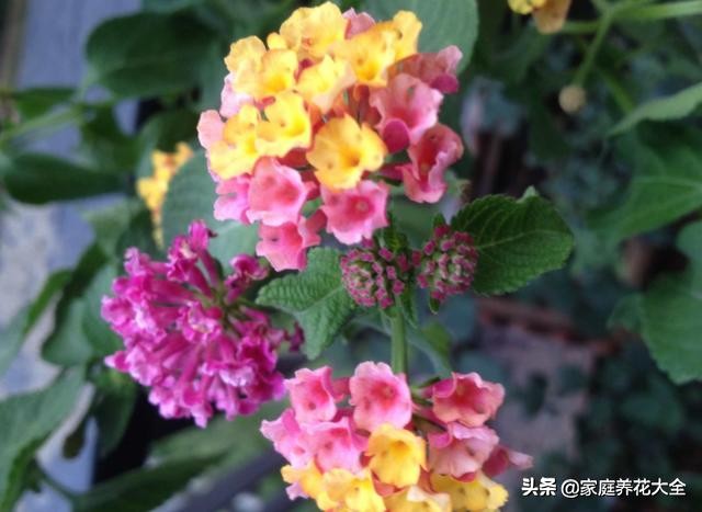 五色梅叶子枯黄,五色梅的叶子刚长出来时是浅绿色