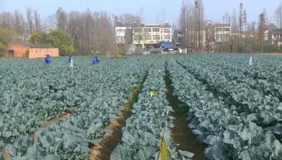 西兰花收购价,西蓝花从定值到采收需要多少天