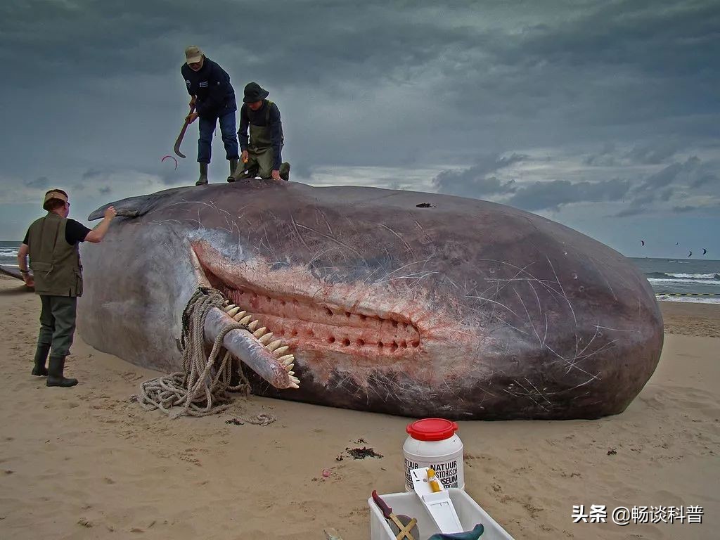 为什么世界上最香的物质和最臭的“生化*器武**”都来自于鲸鱼身上？