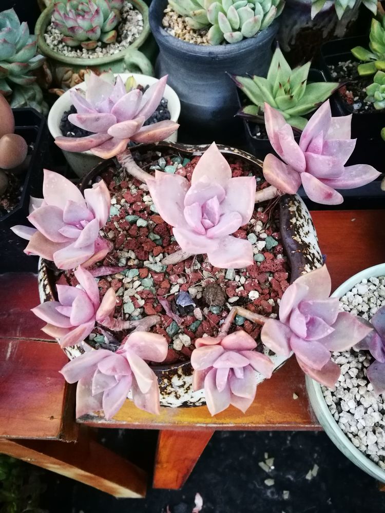 误打误撞的多肉情缘,带我走进多肉小世界!