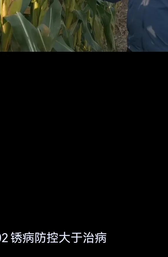 2020年啥时候玉米挂牌,玉米啥时候挂牌