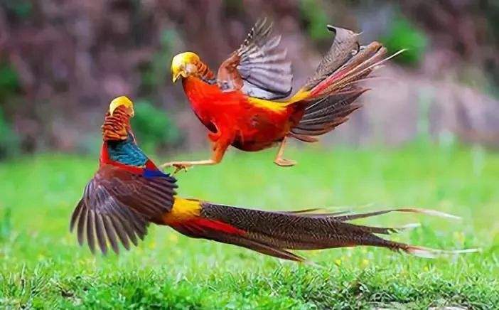 鸟类求偶成本,鸟类有哪些求偶方式呢